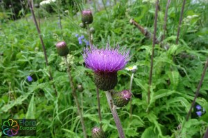 cirsium helenioides (3) (1200 x 800).jpg